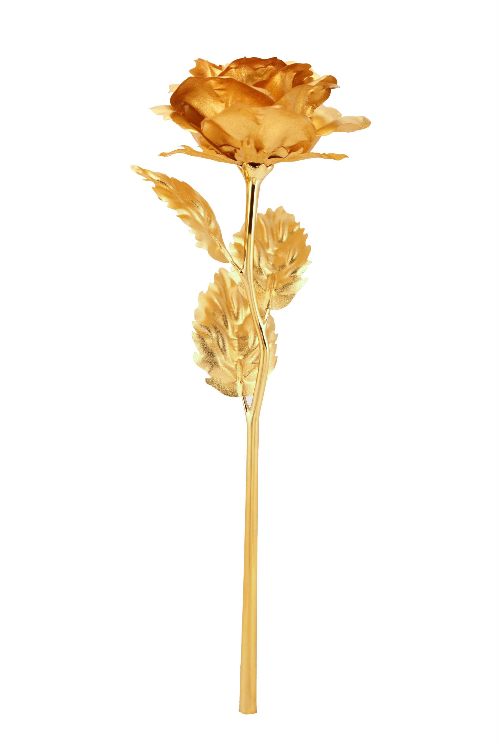 Typical Gold Rose